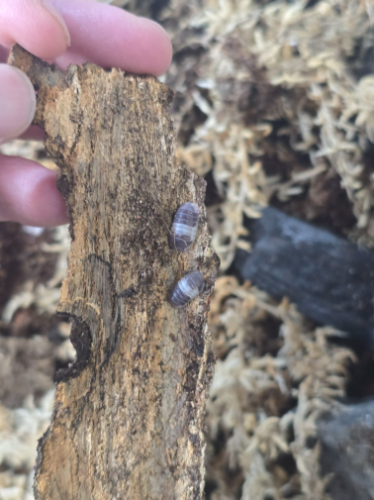 Ȯ�� �̹���