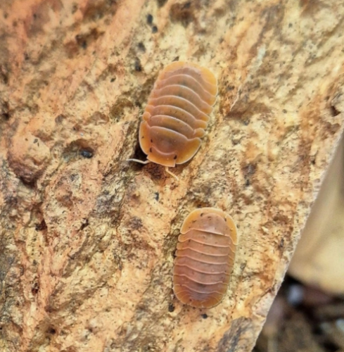 Ȯ�� �̹���