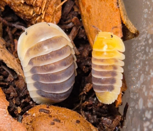 Ȯ�� �̹���