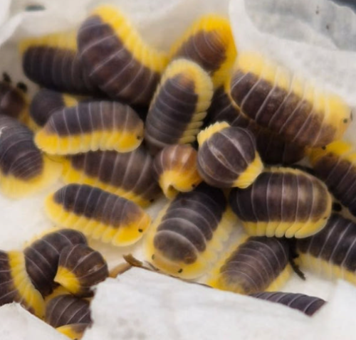 Ȯ�� �̹���