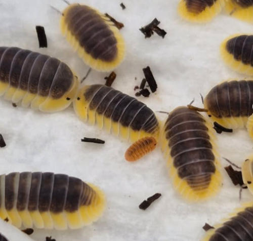 Ȯ�� �̹���