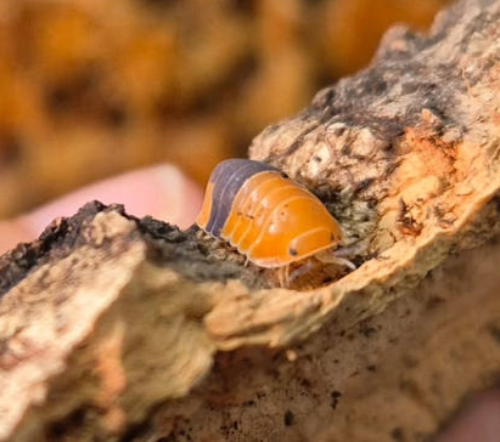 Ȯ�� �̹���