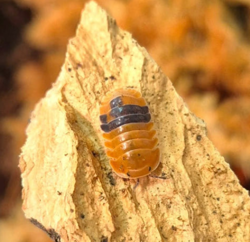 Ȯ�� �̹���