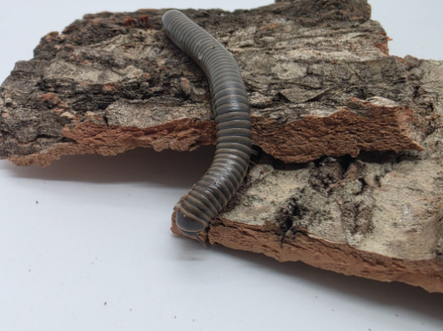 Ȯ�� �̹���