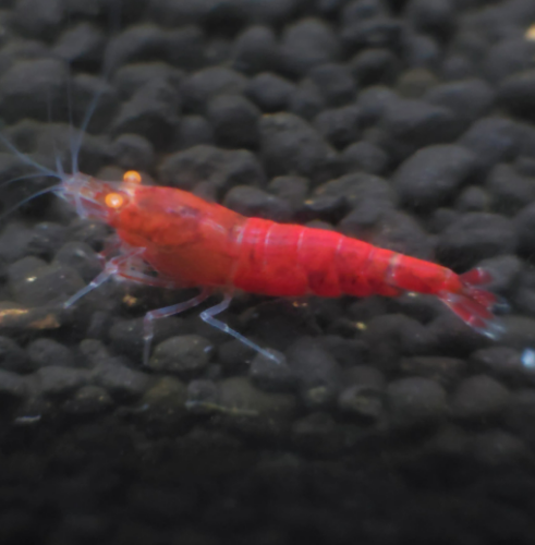 Ȯ�� �̹���