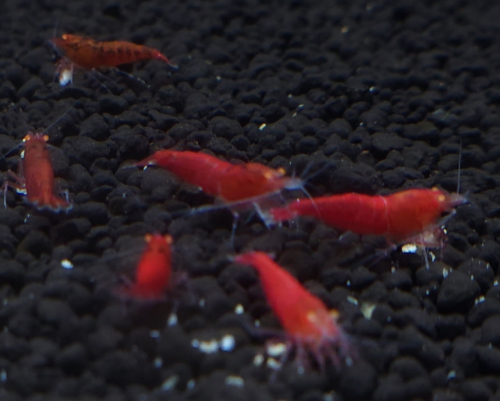 Ȯ�� �̹���