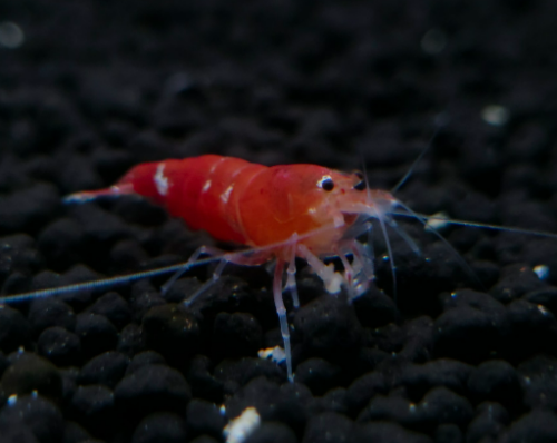 Ȯ�� �̹���