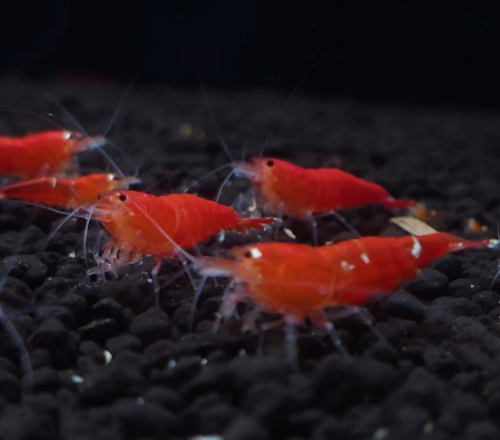 Ȯ�� �̹���