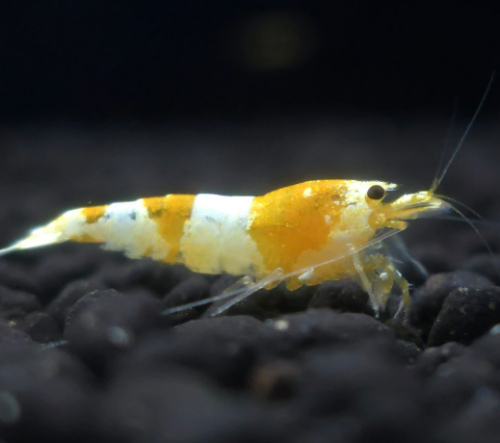 Ȯ�� �̹���