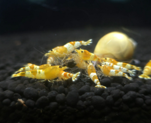 Ȯ�� �̹���