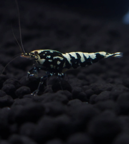 Ȯ�� �̹���