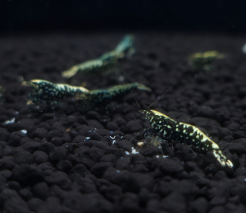 Ȯ�� �̹���