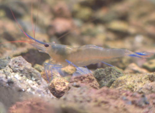 Ȯ�� �̹���