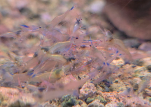 Ȯ�� �̹���