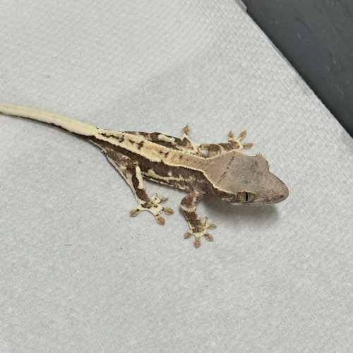 Ȯ�� �̹���