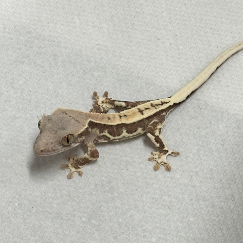 Ȯ�� �̹���