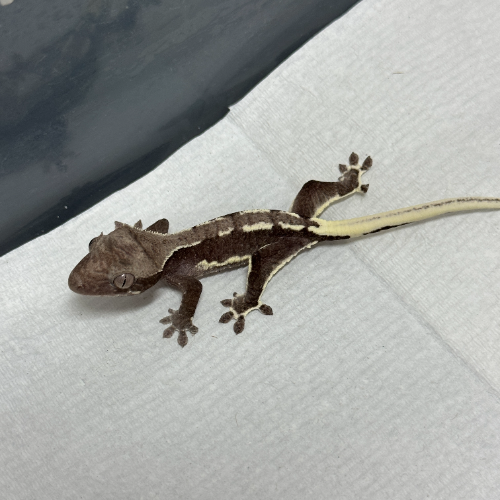 Ȯ�� �̹���