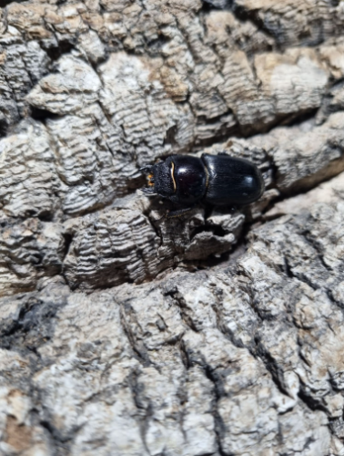 Ȯ�� �̹���