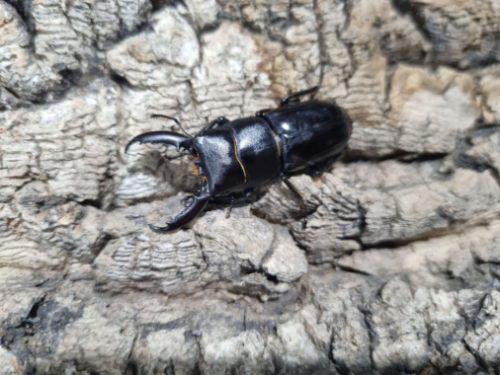 Ȯ�� �̹���