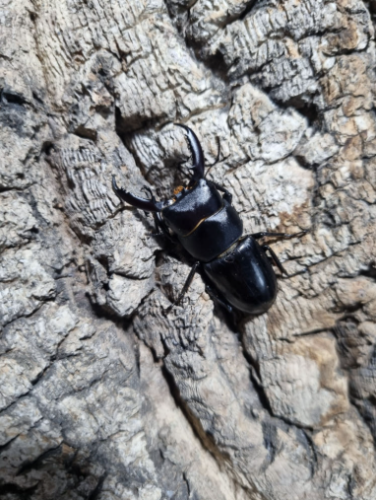 Ȯ�� �̹���