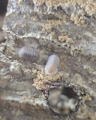 Ȯ�� �̹���