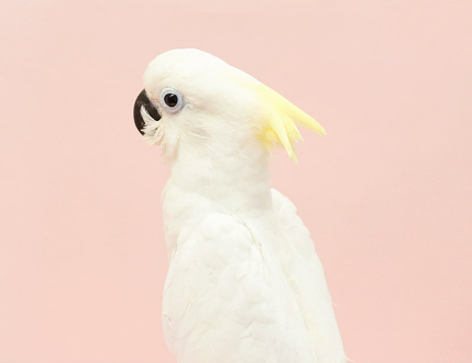 Ȯ�� �̹���