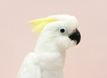 Ȯ�� �̹���