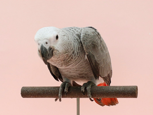 Ȯ�� �̹���