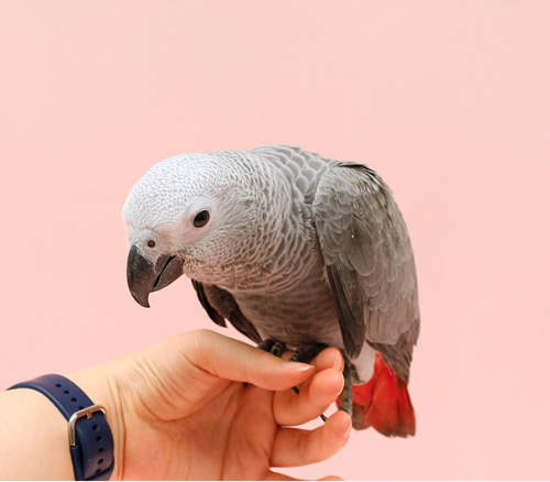 Ȯ�� �̹���