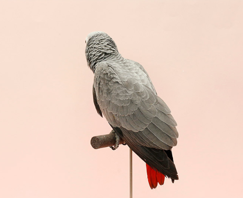 Ȯ�� �̹���