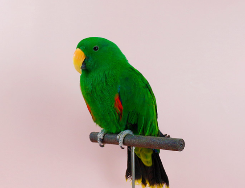 Ȯ�� �̹���