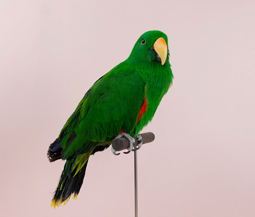 Ȯ�� �̹���