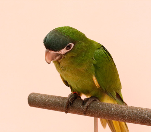 Ȯ�� �̹���