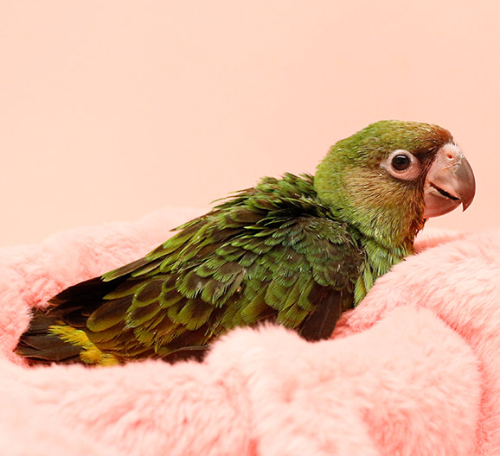 Ȯ�� �̹���