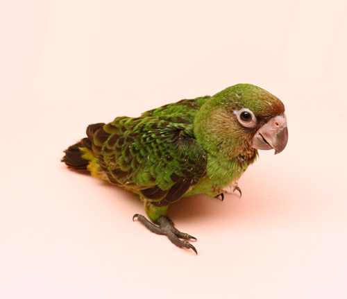 Ȯ�� �̹���