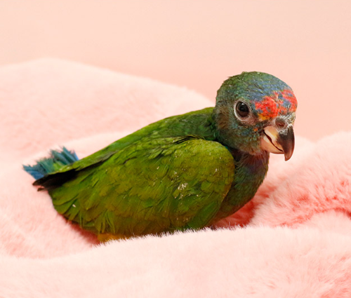 Ȯ�� �̹���