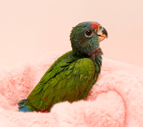 Ȯ�� �̹���