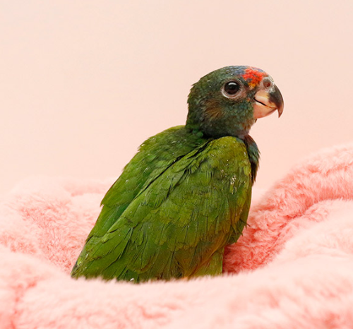 Ȯ�� �̹���