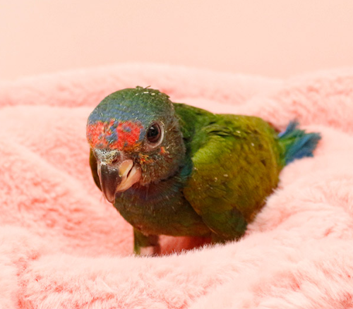 Ȯ�� �̹���