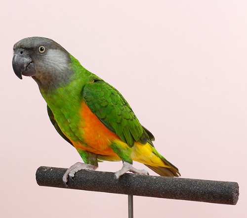 Ȯ�� �̹���