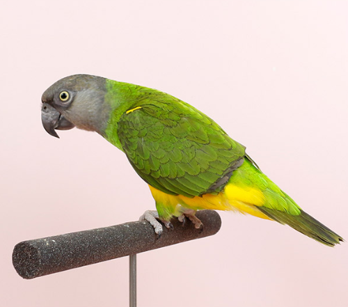 Ȯ�� �̹���