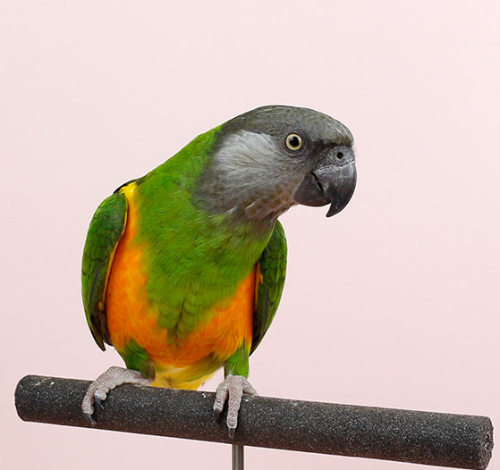 Ȯ�� �̹���