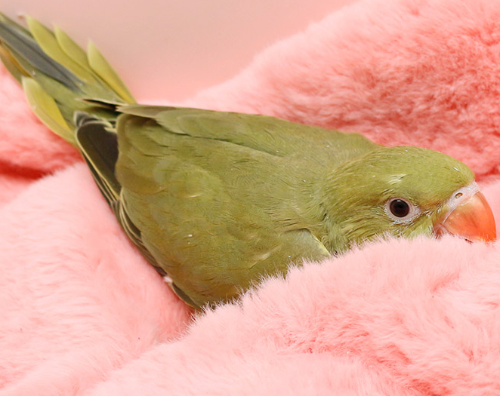 Ȯ�� �̹���