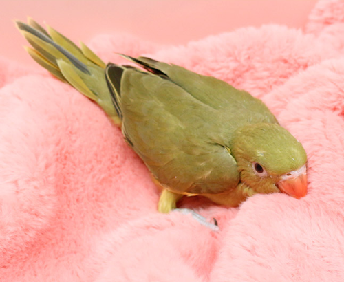 Ȯ�� �̹���