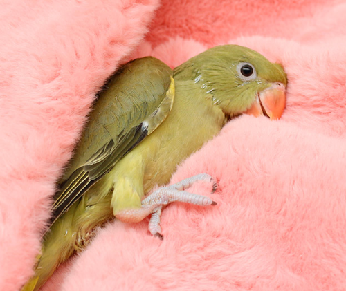 Ȯ�� �̹���