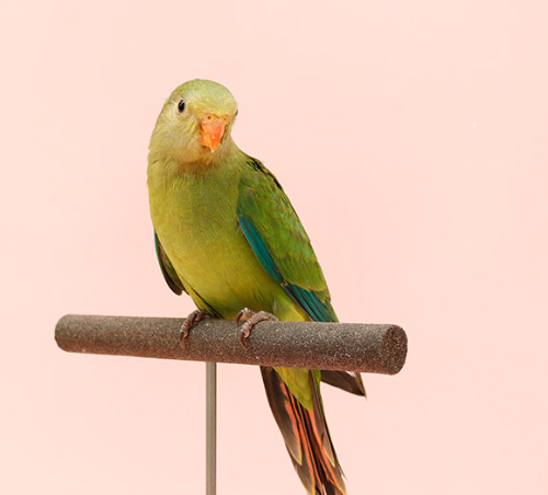 Ȯ�� �̹���