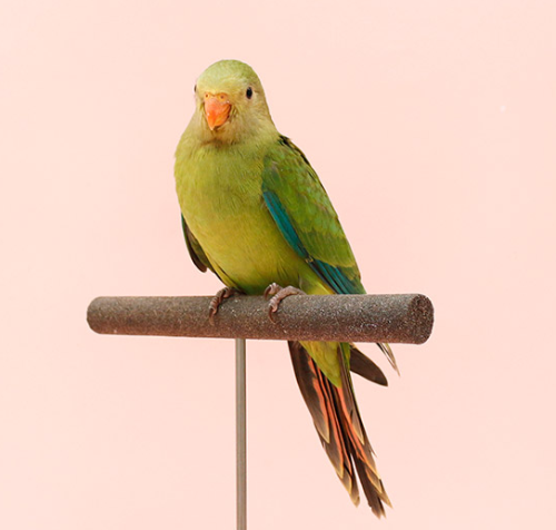 Ȯ�� �̹���