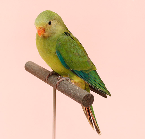 Ȯ�� �̹���