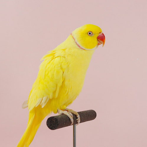 Ȯ�� �̹���