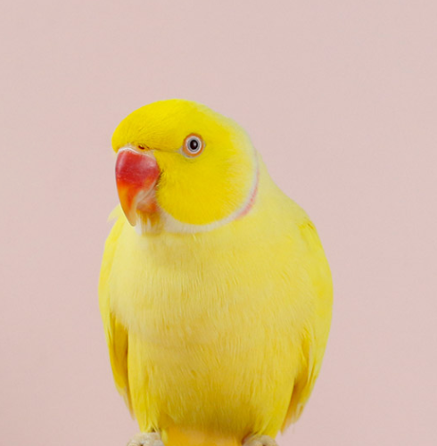 Ȯ�� �̹���